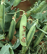 ASCOCHYTA LEAF AND POD SPOT (ASCOCHYTA PISI) ON PEA PODS