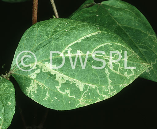 stock photo image: Pest, pests, insect, insects, chrysanthemum, chrysanthemums, leafminer, leafminers, leaf miner, leaf miners, chromatomyia, syngenesiae, chromatomyliz syngenesiae, phaseolus, vegetable, vegetables, bean, beans.