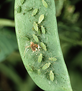 PEA APHID (ACRYTHOSIPHON PISUM) GREENFLY ON A PEA POD