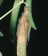 GREY MOULD (BOTRYTIS CINEREA) MYCELIUM ON DISEASED PEA POD