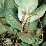 BACTERIAL BLIGHT (PSEUDOMONAS SYRINGAE) SYMPTOMS ON PEA STEM AND LEAVES