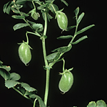 CHICKPEA (CICER ARIETINUM) PODS, VARIETY 'TYSON'