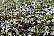 Agriculture, crop, crops, barley, barley crop, barley crops, barley field, barley fields, cereal grain, cereal crop, cereal crops, snow, snow scene, snow scenes, winter.