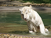 Australia, animal, animals, cat, cats, wild, wild cat, wild cats, big cat, big cats, tiger, tigers, white, white tiger, white tigers.