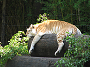 Australia, animal, animals, cat, cats, wild, wild cat, wild cats, big cat, big cats, tiger, tigers.