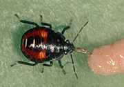 PREDATORY STINK BUG (PODISUS MACULIVENTRIS) ATTACKING FLY MAGGOTT