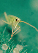 PREDATORY BUG (MACROLOPHUS CALIGINOSUS) PREDATOR OF WHITEFLY IN GLASSHOUSES