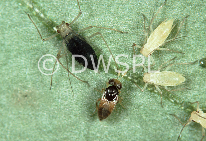 stock photo image: Insect, insects, wasp, wasps, aphelinus, abdominalis, aphelinus abdominalis, aphid, aphids, potato, potatoes, potato aphid, potato aphids, parasitised, parasitoid wasp, parasitoid wasps.