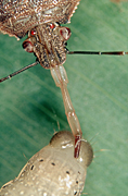 PREDATORY STINK BUG (PODISUS MACULIVENTRIS) STYLET INSERTED IN CATERPILLAR PREY