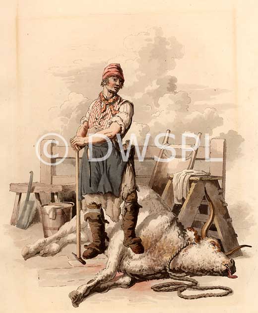 stock photo image: History, slaughter, slaughter, slaughtering, slaughtermen, Slaughterman, ox, oxen, kill, kills, killing, dead, dead animal, dead animals, axe, axes, cleaver, cleavers,