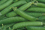 PEAS (PISUM SATIVUM)