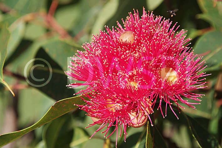 Flowering Gum (corymbia Calophylla Formerly Known As Eucalyptus 