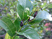 A ROYALTY FREE IMAGE OF: LEMON TREE INFESTED WITH STINK BUGS