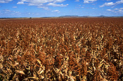 Australia, qld, queensland, darling downs, great dividing range, agriculture, sorghum, sorghum crop, sorghum crops, field, fields, paddock, paddocks, rural, rural scene, rural scenes.