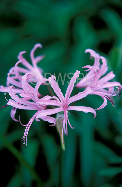 stock photo image: Flower, flowers, pink, pink flower, pink flowers, nerine, nerines, amaryllidaceae, bowdenii, nerine bowdenii, pink agapanthus, large pink nerine, large pink nerines.