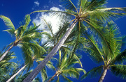 Australia, Qld, Queensland, port douglas, 4 mile beach, four mile beach, palm, palms, palm tree, palm trees, tree, trees, treetop, treetops, tree top, tree tops.