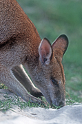 Animal, Animals, Australia, Australian, Australian animal, Australian animals, eat, eats, eating, graze, grazes, grazing, macropod, macropods, macropus, mammal, mammals, marsupial, marsupials, wallabia, kangaroo, kangaroos, wallaby, wallabies, agile, agile wallaby, agile wallabies, macropus, agilis, macropus agilis.