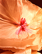 Flower, flowers, paper, paper flower, paper flowers, AB67,