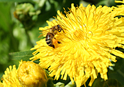Insect, insects, bee, bees, flower, flowers, yellow, yellow flower, yellow flowers.