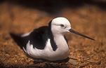 Australia, Australian, australian bird, australian birds, bird, birds, himantopus, himantopus himantopus, stilt, stilts, avocet, avocets, wader, waders, wading, wading bird, wading birds, recurvirostridae, black-winged, black winged, black-winged stilt, black-winged stilts, black winged stilt, black winged stilts.