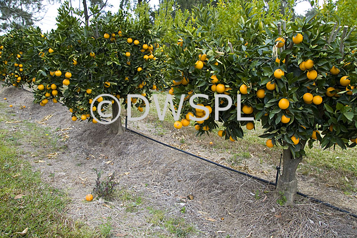 stock photo image: Food, fruit, fruit tree, fruit trees, fruitree, fruitrees, orange, oranges, orange tree, orange trees, citrus, citrus sinensis, citrus fruit, citrus fruits, valencia, valencias, valencia orange, valencia oranges, citrus, citrus tree, citrus trees.