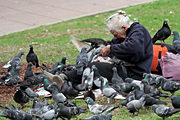Australia, sydney, nsw, new South Wales, people, woman, women, female, females, homeless, homeless people, homeless woman, homeless men, bird, birds, pigeon, pigeons.