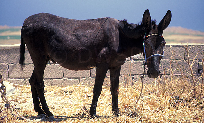 stock photo image: Animal, Animals, mammal, mammals, placental mammal, placental mammals, donkey, donkeys, equus, equus asinus, perissodactyla, equidae, Greece, Europe, Southern Aegean, Southern Aegean region.