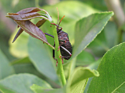 A ROYALTY FREE IMAGE OF: MATURE STINK BUG ON LEMON TREE (CITRUS)