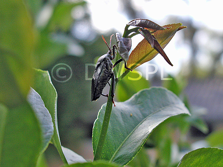 stock photo image: Insect, insects, bug, bugs, predatory, predatory, bug, predatory bugs, podisus, maculiventris, podisus maculiventris, stink bug, stink bugs, lemon, Lemon tree, lemon trees, citrus, citrus tree, citrus trees, pests, pests, citrus, citrus tree, citrus trees, bronze orange bug, bronze orange bugs.