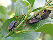 A ROYALTY FREE IMAGE OF: MATURE STINK BUGS ON LEMON TREE (CITRUS)