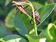 A ROYALTY FREE IMAGE OF: MATURE STINK BUG ON LEMON TREE (CITRUS)