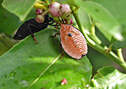 A ROYALTY FREE IMAGE OF: IMMATURE BRONZE-ORANGE BUG OR STINK BUG ON CITRUS TREE