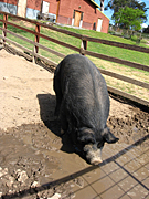 Australia, New South Wales, farm, farms, farming, pig farm, pen, pens, pig farms, blue mountains, great dividing range, fence, fences, animal, animals, livestock, agriculture, pig, pigs, PL69,