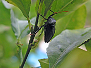 A ROYALTY FREE IMAGE OF: MATURE STINK BUG ON LEMON LEAF