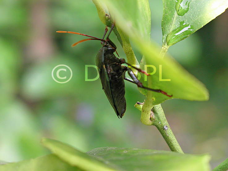 A ROYALTY FREE IMAGE OF MATURE STINK BUG ON LEMON LEAF A ROYALTY FREE IMAGE OF MATURE STINK BUG ON LEMON LEAF