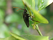 A ROYALTY FREE IMAGE OF: MATURE STINK BUG ON LEMON LEAF