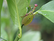 A ROYALTY FREE IMAGE OF: IMMATURE STINK BUG ON LEMON TREE