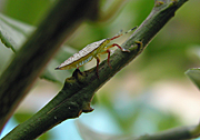 A ROYALTY FREE IMAGE OF: IMMATURE STINK BUG ON LEMON TREE