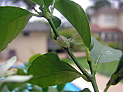 A ROYALTY FREE IMAGE OF: IMMATURE STINK BUG ON LEMON TREE