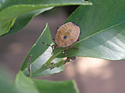 A ROYALTY FREE IMAGE OF: IMMATURE STINK BUG ON LEMON TREE