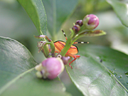 A ROYALTY FREE IMAGE OF: IMMATURE STINK BUG ON LEMON TREE