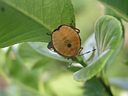 A ROYALTY FREE IMAGE OF: IMMATURE STINK BUG ON LEMON TREE