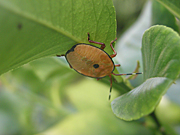 A ROYALTY FREE IMAGE OF: IMMATURE STINK BUG ON LEMON TREE