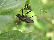 A ROYALTY FREE IMAGE OF: STINK BUG ON LEMON TREE (CITRUS)