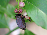 A ROYALTY FREE IMAGE OF: STINK BUG ON LEMON TREE (CITRUS)