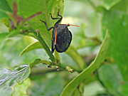 A ROYALTY FREE IMAGE OF: MATURE STINK BUG ON LEMON TREE