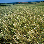 Agriculture, crop, crops, barley, barley crop, barley crops, barley field, barley fields, cereal grain, cereal crop, cereal crops.