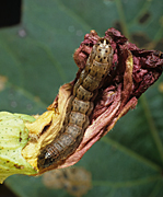 Insect, insects, moth, moths, pest, pests, caterpillar, caterpillars, armyworm, armyworms, fall, fall armyworm, fall armyworms, spodoptera, frugiperda, spodopter frugiperda, cotton, pest, pests, caterpillar, caterpillars.