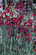 A ROYALTY FREE IMAGE OF: SWEETPEAS GROWING UP FRAMEWORK