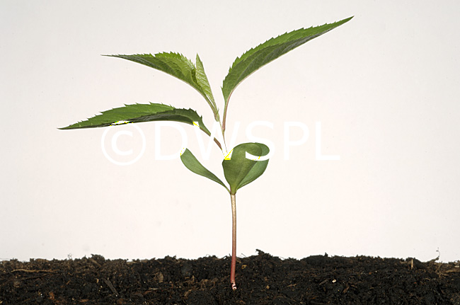 apple tree leaves. A SEEDLING APPLE TREE WITH